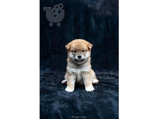 Shiba inu κουτάβια